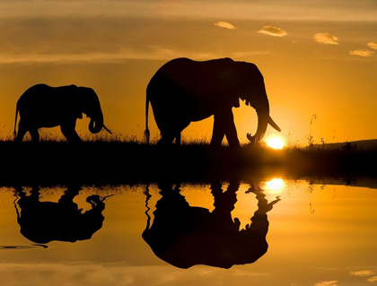 Picture of ELEPHANTS AT SUNDOWN