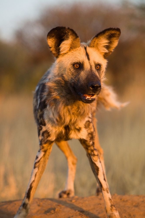 Picture of HYENA STARE