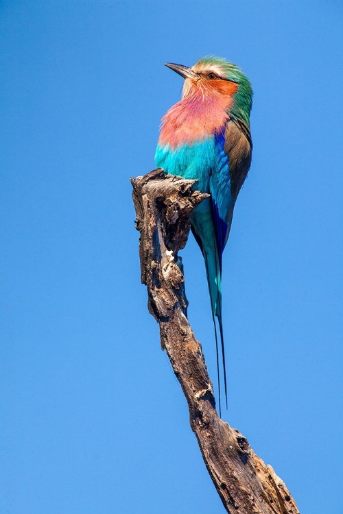 Picture of HUMMINGBIRD SIGHT