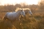 Picture of TWO HORSES GALLOPING