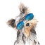 Picture of YORKIE WITH SHADES