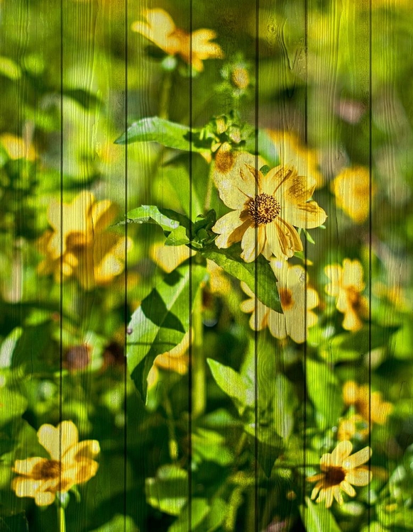 Picture of DAISIES ON WOOD