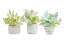 Picture of DECORATIVE PLANT TRIO II