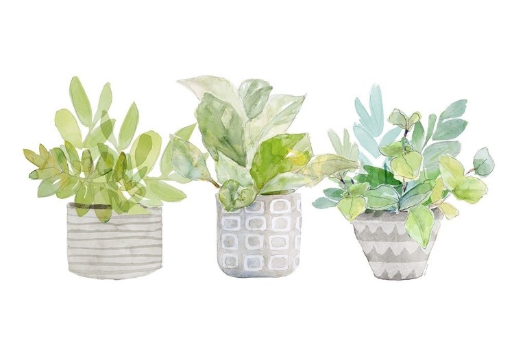 Picture of DECORATIVE PLANT TRIO II