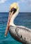 Picture of PELICAN