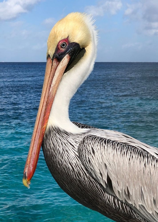 Picture of PELICAN