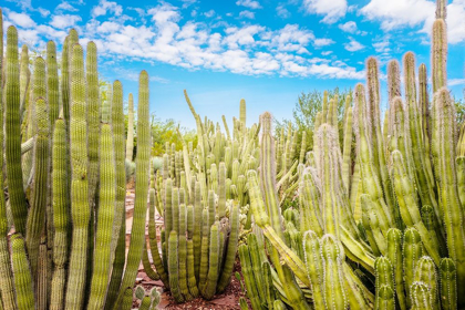 Picture of CACTUS GARDEN