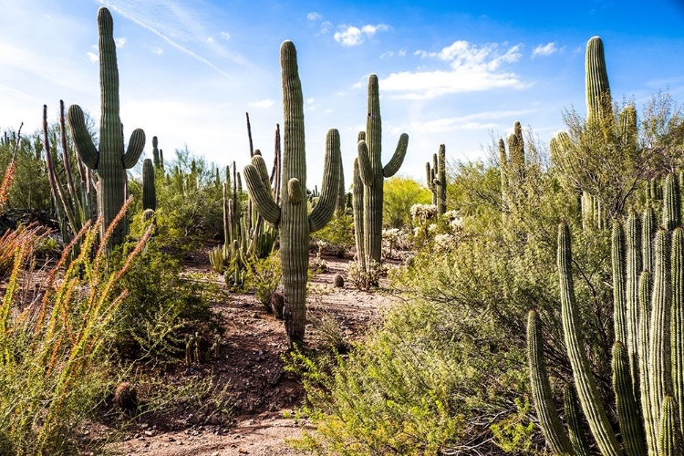 Picture of INTO THE DESERT