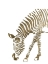 Picture of GOLD ZEBRA