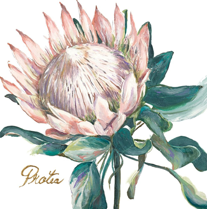 Picture of PROTEA I