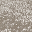 Picture of NEUTRAL FIELDS