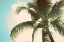 Picture of PALM SCENE II