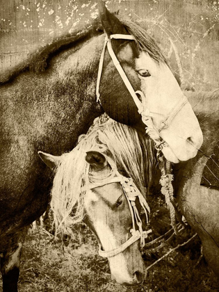 Picture of VINTAGE HORSES