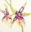 Picture of SHEER BEAUTY VI