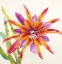Picture of SHEER BEAUTY VII
