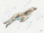 Picture of SEAL