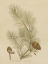Picture of HERBAL BOTANICAL XIII