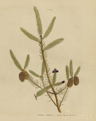 Picture of HERBAL BOTANICAL XIV