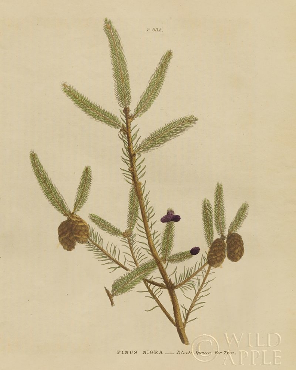 Picture of HERBAL BOTANICAL XIV