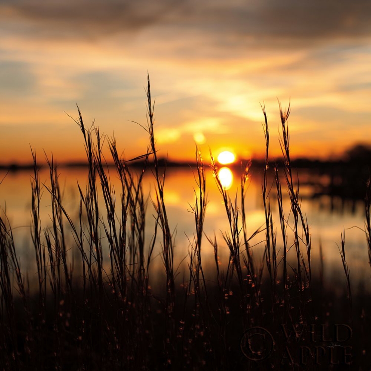 Picture of MARYLAND SUNSET II