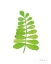 Picture of FRESH AND GREEN II