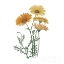 Picture of MONUMENT ETCHING TILE FLOWERS II