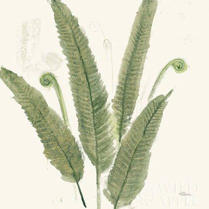 Picture of FOREST FERNS II DARK