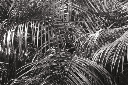 Picture of TROPICAL FRONDS BW