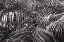 Picture of TROPICAL FRONDS BW