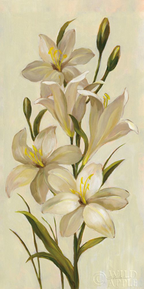 Picture of ELEGANT WHITE FLORALS I