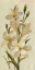 Picture of ELEGANT WHITE FLORALS I