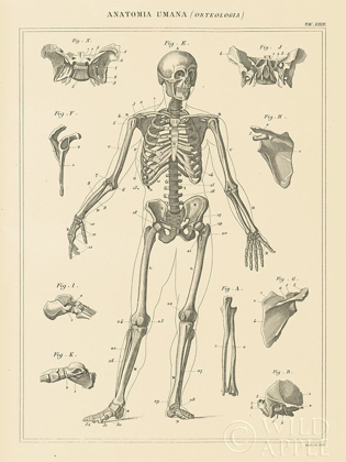 Picture of SKELETON CHART