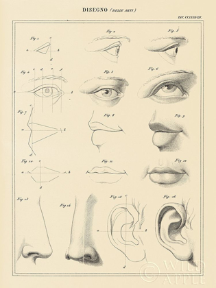 Picture of FACE CHART
