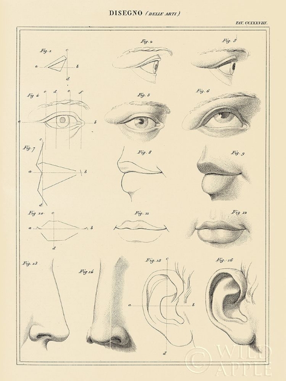 Picture of FACE CHART