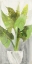 Picture of TROPICAL PLANTER I