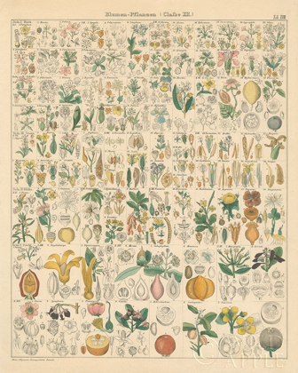 Picture of FLORA CHART I