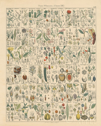 Picture of FLORA CHART II