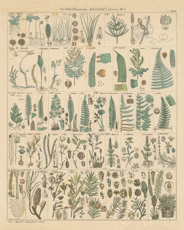 Picture of FERN CHART