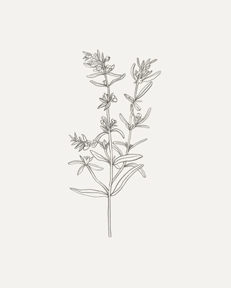 Picture of WILD FOLIAGE SKETCH I