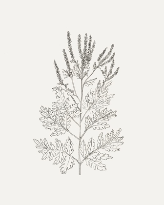 Picture of WILD FOLIAGE SKETCH II