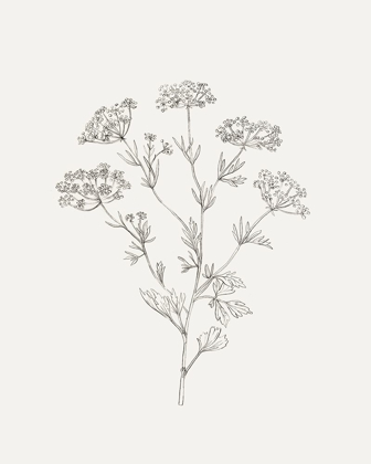 Picture of WILD FOLIAGE SKETCH III