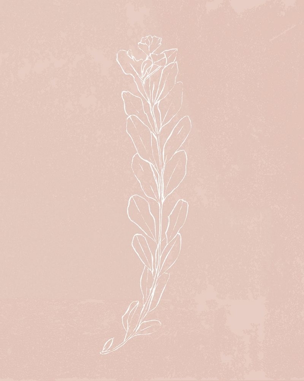 Picture of BLUSH BLOOM II