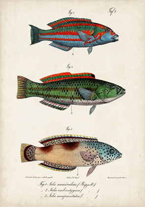 Picture of ANTIQUE FISH TRIO I