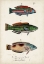 Picture of ANTIQUE FISH TRIO I