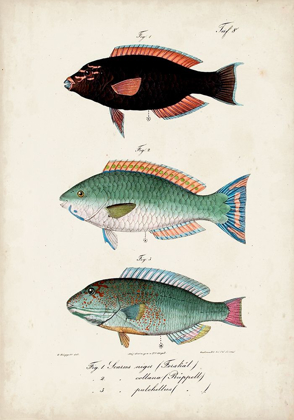 Picture of ANTIQUE FISH TRIO IV