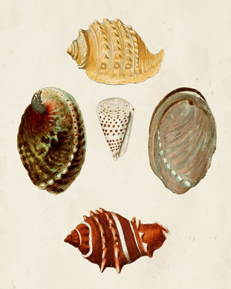 Picture of KNORR SHELLS IV