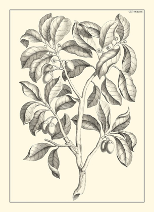 Picture of NON-EMBELLISHED ANTIQUE FOLIAGE I