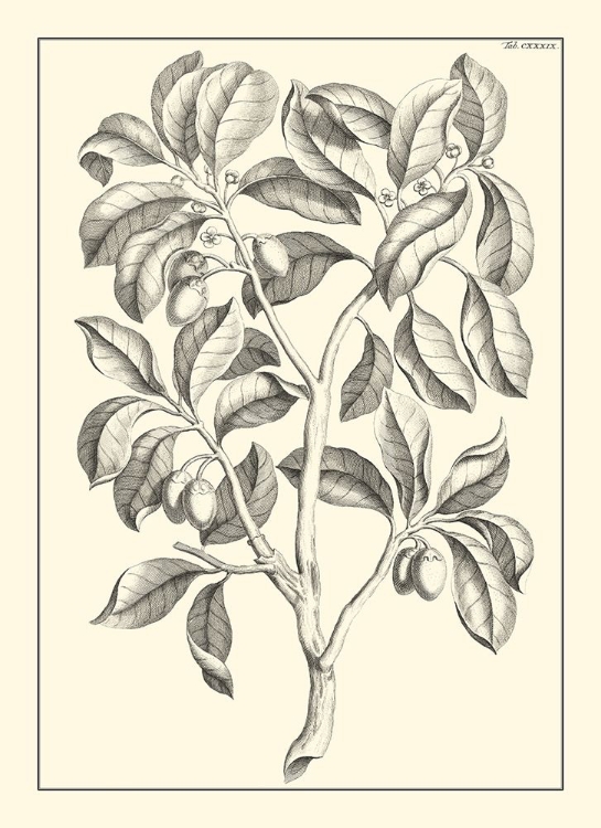 Picture of NON-EMBELLISHED ANTIQUE FOLIAGE I