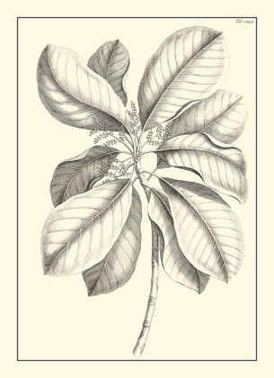 Picture of NON-EMBELLISHED ANTIQUE FOLIAGE II