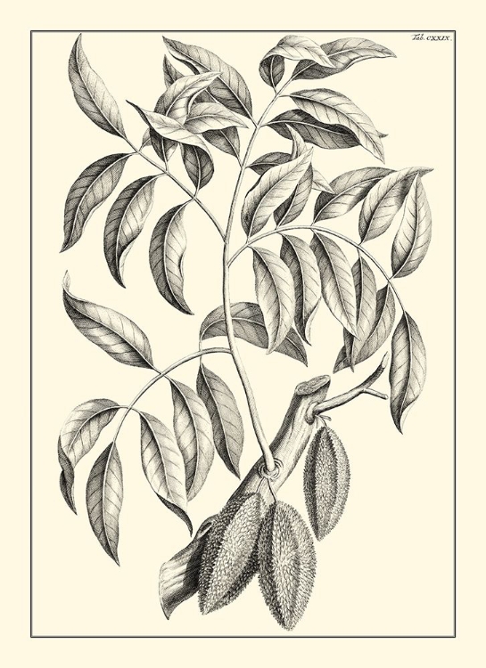 Picture of NON-EMBELLISHED ANTIQUE FOLIAGE III